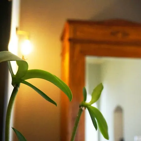 Il Cedro Charming House Holiday home